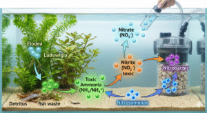 ciclo do nitrogênio
